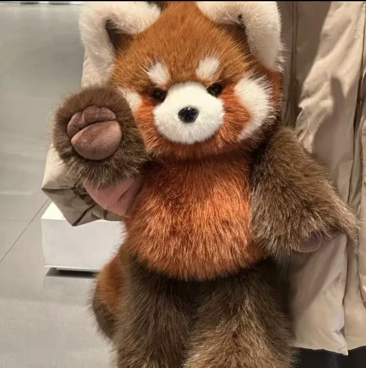 Lesser Panda Β· 55cm